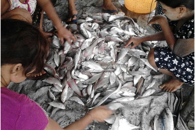 ဇွန် ၇ ရက်နေ့က ငွေဆောင်မြို့ မကျည်းမှော်ရွာအနီးကမ်းခြေမှာငါးအရောင်းအဝယ်လုပ်နေတဲ့ မြင်ကွင်းတစ်ခု (ဓာတ်ပုံ - Myanmar Now)