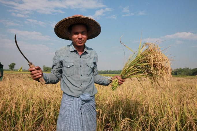 မကြာသေးခင်က ဘိုကလေးမြို့နယ်တွင် တွေ့ရသည့် လယ်ယာလုပ်ငန်းခွင်တစ်ခု(ဓာတ်ပုံ - အောင်ငြိမ်းချမ်း/Myanmar Now)