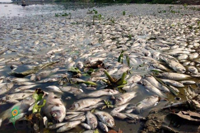 မန္တလေးရှိ နာမည်ကျော် တောင်သမန်အင်းအတွင်း ဧပြီ ၃၀ ရက်က ငါးများ အစုလိုက် အပြံုလိုက်သေဆုံးနေသည် ကိုတွေ့ရစဉ်။ (ဓာတ်ပုံ - ဘိုဘို/အောင်ကိုဦး၊ မဇ္ဈိမ) 