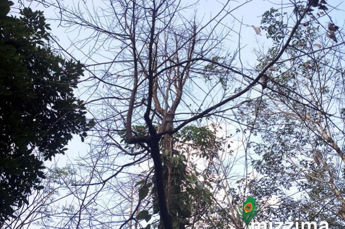 အပင်ဖျားများ ခြောက်နေသော ဒူးရင်းပင်အား တွေ့ရစဉ်။