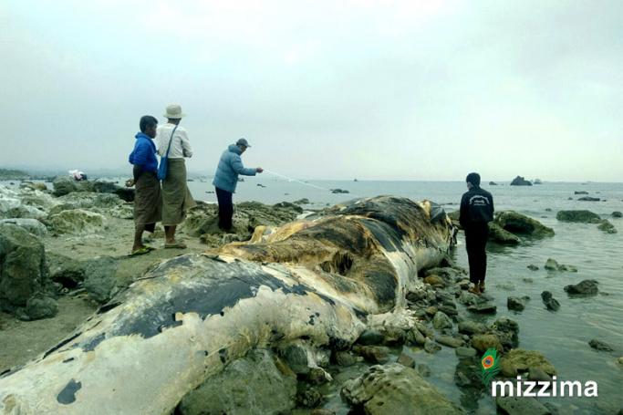 ဇန်နဝါရီ ၂ ရက်နေ့ညက ရခိုင်ကမ်းရိုးတန်းတွင် ထပ်မံတွေ့ရှိခဲ့သော ဝေလငါးအား တွေ့ရစဉ် (ဓာတ်ပုံ - RiA)