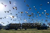 Homing pigeons are raced by releasing them sometimes hundreds of kilometres from home, with the first back home winning (AFP Photo/OLI SCARFF)