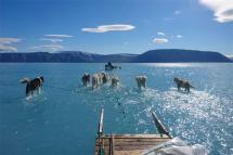 Husky dogs wade over sea ice during an expedition in north-western Greenland, where ice loss has been triggered by rising sea levels and atmospheric temperatures. Photograph: Steffen Olsen/Centre for Ocean and Ice at the/AFP/Getty Images 
