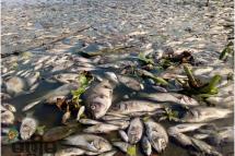 မန္တလေးတိုင်း၊ အမရပူရမြို့နယ်ရမြို့နယ်ရှိ တောင်သမန်အင်းအတွင်း ဧပြီ ၃၀ ရက်က ငါးများ အစုလိုက် အပြံုလိုက်သေဆုံးနေသည်ကို တွေ့ရစဉ်။ (ဓာတ်ပုံ - ဘိုဘို/အောင်ကိုဦး၊ မဇ္ဈိမ)