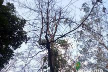 အပင်ဖျားများ ခြောက်နေသော ဒူးရင်းပင်အား တွေ့ရစဉ်။