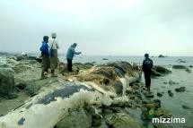 ဇန်နဝါရီ ၂ ရက်နေ့ညက ရခိုင်ကမ်းရိုးတန်းတွင် ထပ်မံတွေ့ရှိခဲ့သော ဝေလငါးအား တွေ့ရစဉ် (ဓာတ်ပုံ - RiA)