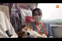Embedded thumbnail for ဂျပန်မှာ ကျည်ဆန်ရထားစီးရင်း ခွေးတွေ အပန်းဖြေခရီးထွက်
