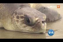 Embedded thumbnail for ပလတ်စတစ်အမှိုက်တွေကြောင့် ပင်လယ်သတ္တဝါတွေ သေဆုံးဒဏ်ရာရ